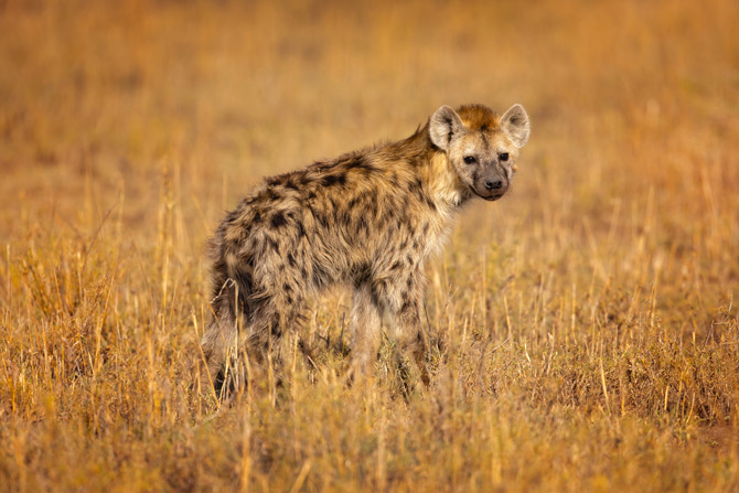 Hyäne in der Masai Mara