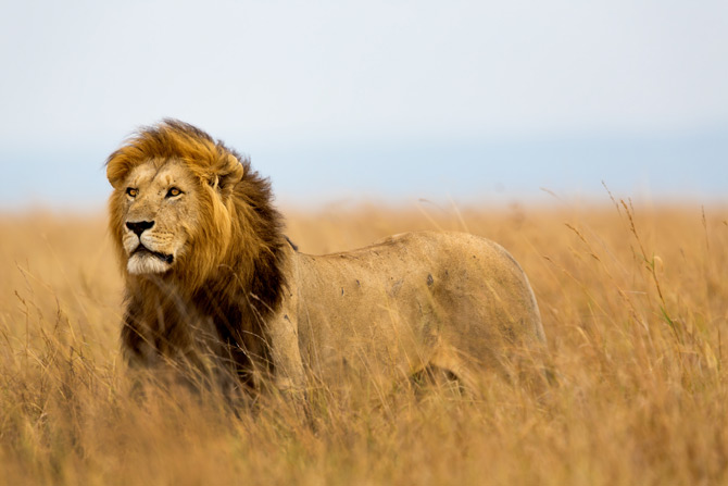 Löwe in der Masai Mara