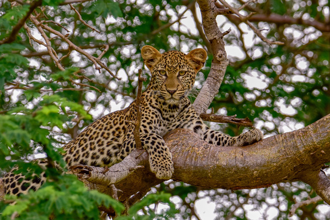 Leopard auf einem Baum im Tsavo NP