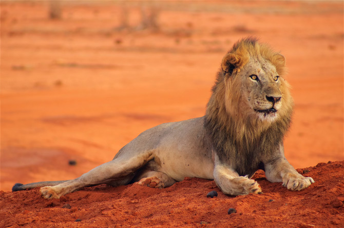 Löwe im Tsavo NP