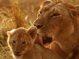 Löwenfamilie in der Masai Mara