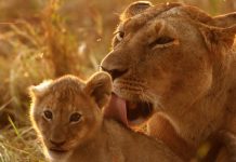 Ein Traum in Afrika: Der Masai Mara Nationalpark Löwenfamilie in der Masai Mara
