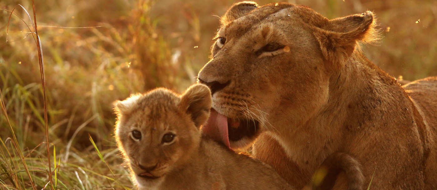 Löwenfamilie in der Masai Mara