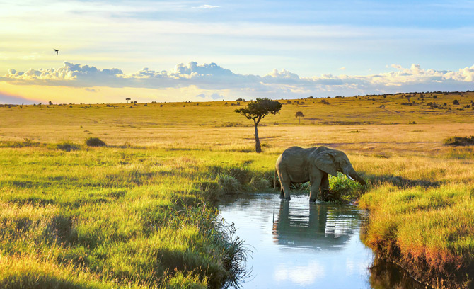 Elefant am Wasserloch Masai Mara