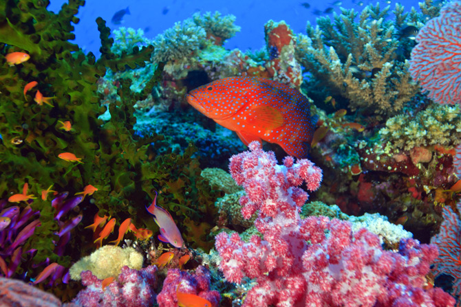 Fidschi-Inseln Unterwasserwelt