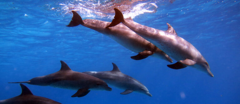 Delfin-Tour in Hurghada: Ein Traum unter Wasser