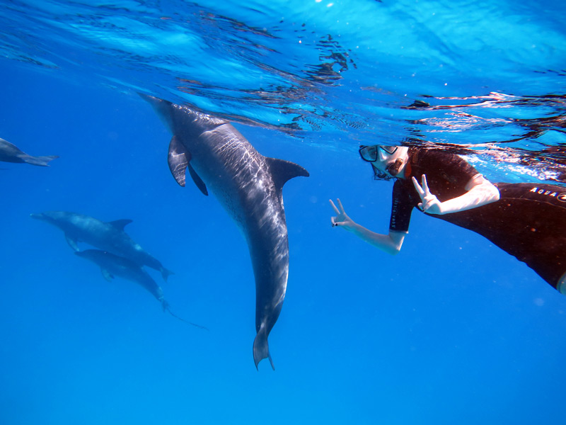 Delfinschwimmen Hurghada