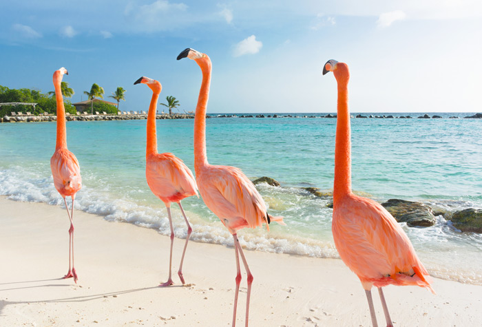 Flamingos in Curacao