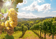 Urlaub mit Weinwanderung und Weinverkostung
