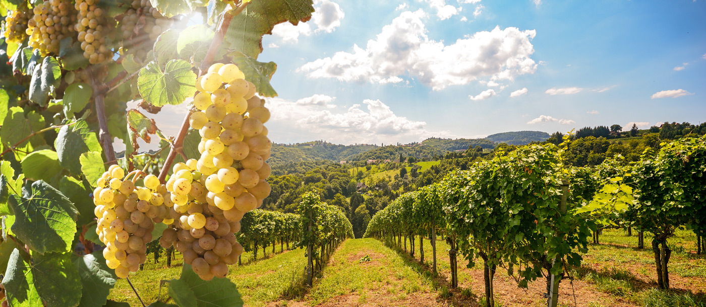 Urlaub mit Weinwanderung und Weinverkostung