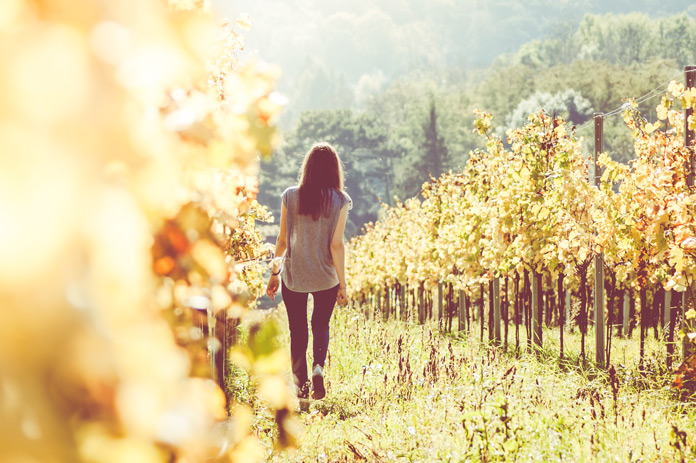 Weinwanderung Pfalz