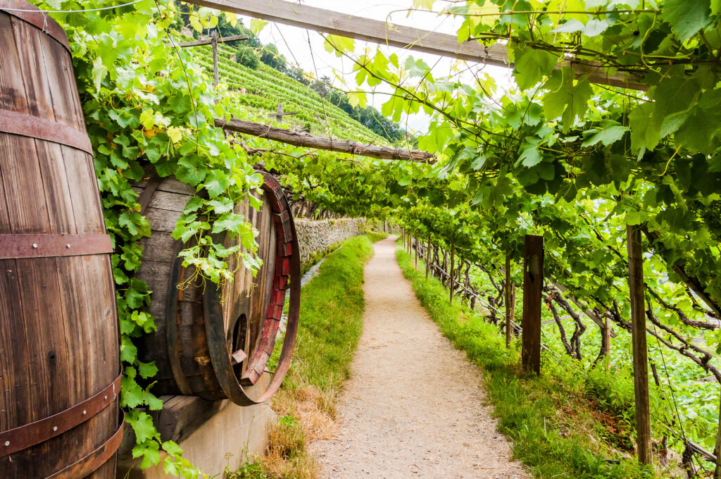 Südtiroler Wein