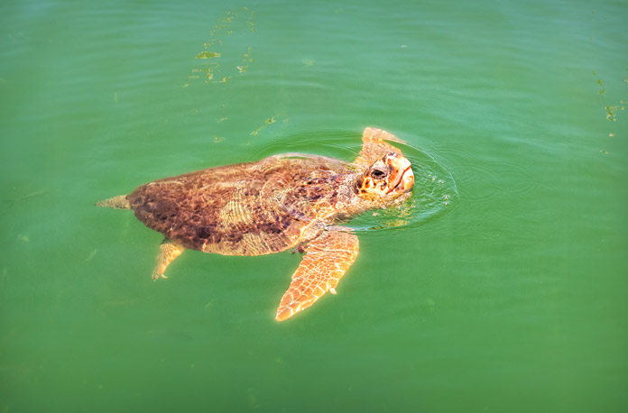 Dalyan Turtle Beach