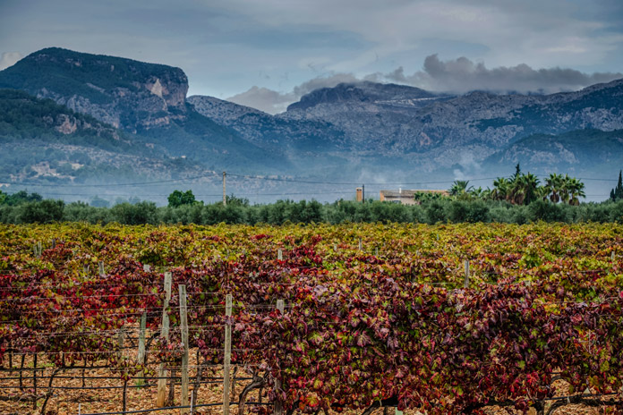 Weinberg in Mallorca