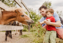Vater und Sohn füttern ein Pony beim Tierurlaub mit der ganzen Familie