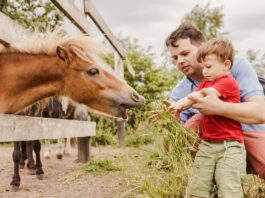 Vater und Sohn füttern ein Pony beim Tierurlaub mit der ganzen Familie