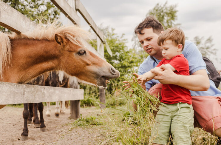Vater und Sohn füttern ein Pony beim Tierurlaub mit der ganzen Familie