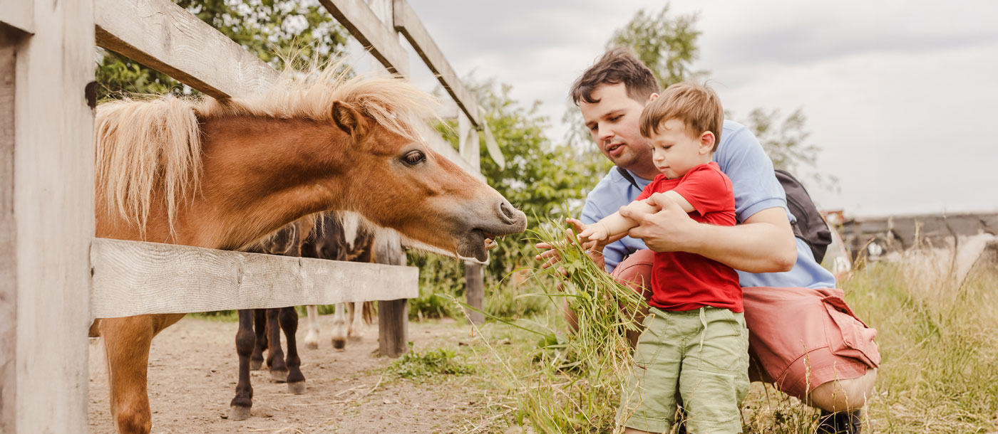 Von A wie Alpaka bis Z wie Ziege: Urlaubsideen für Familien mit kleinen Tierliebhabern