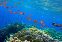 Unterwasserwelten: Die faszinierendsten Orte, an denen das Meer zum Abenteuer wird Unterwasserwelten Great Barrier Reef