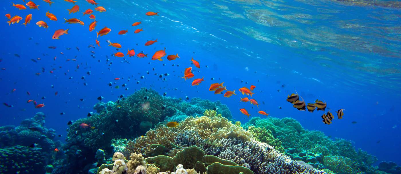 Unterwasserwelten: Die faszinierendsten Orte, an denen das Meer zum Abenteuer wird
